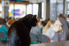 gestalt_GENA9837_podhod